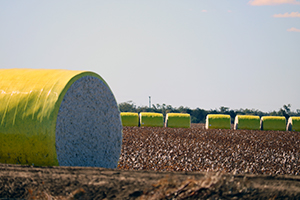 Round cotton bales wrapped in yellow plastic sit in a picked cotton field