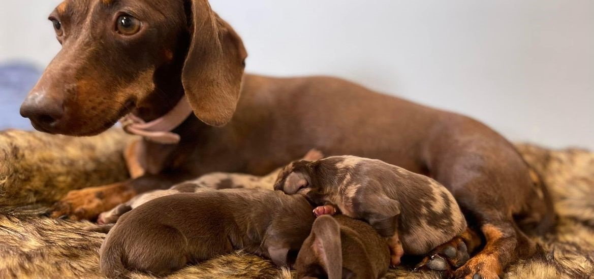 Mum and pups