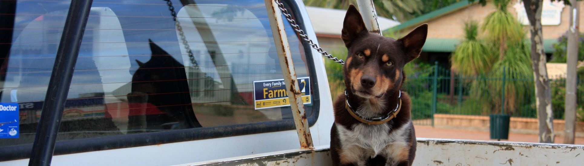 Dog on ute