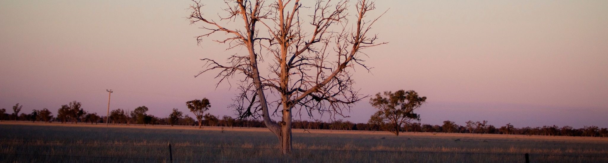 Dead tree with pink sunset